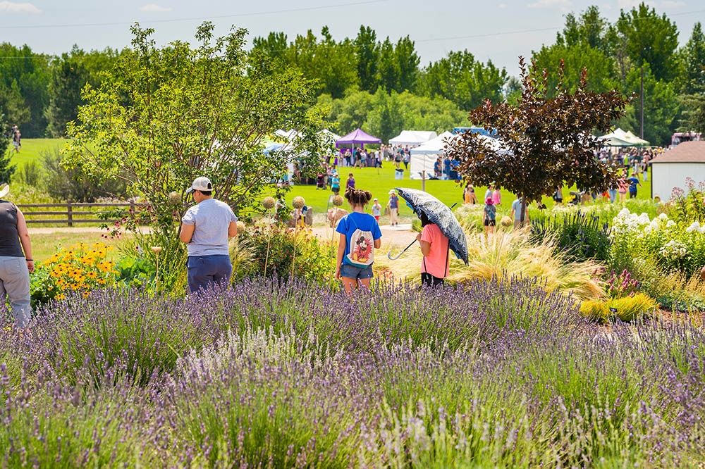 What do you know about lavender? Get the scoop before Lavender Festival